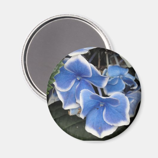 Starburst Hortensia (blauw en wit) magneet (Voorkant / Achterkant)