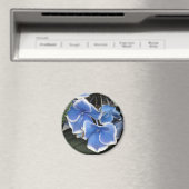 Starburst Hortensia (blauw en wit) magneet (Insitu (Vaatwasser))