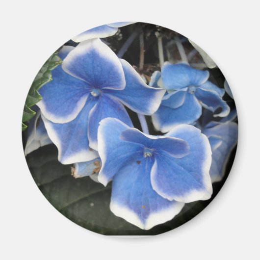 Starburst Hortensia (blauw en wit) magneet (Voorkant)