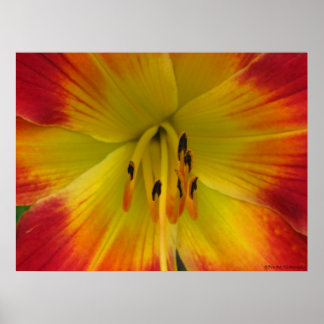Starburst Lily Poster
