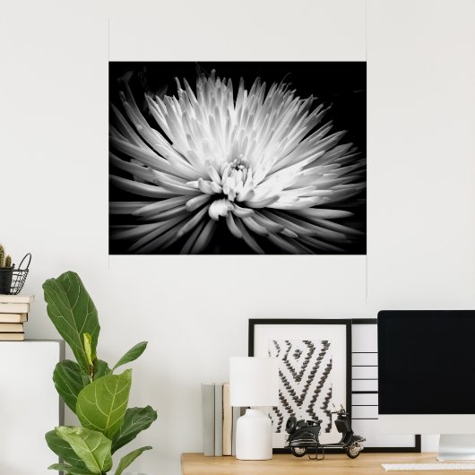 Starburst Mum Blossom Poster Print (Thuiskantoor)