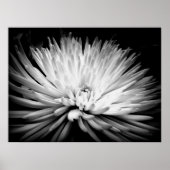 Starburst Mum Blossom Poster Print (Voorkant)