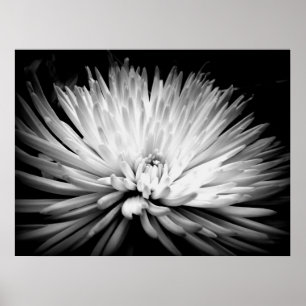 Starburst Mum Blossom Poster Print