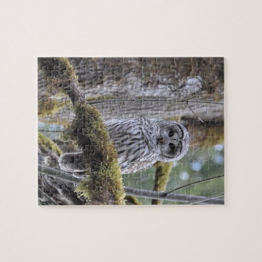 Stare Down with the Owl Legpuzzel (Horizontaal)