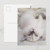 Stare neer briefkaart (Voorkant / Achterkant)