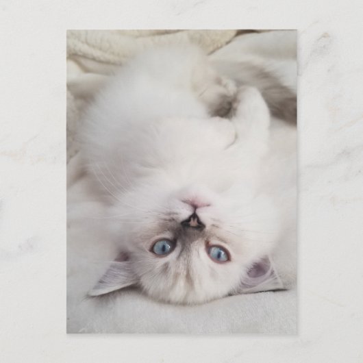 Stare neer briefkaart (Voorkant)