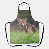 Starende Bruine Coyote, Op een Veld Schort (Voorkant)