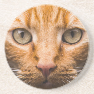 Starende kat zandsteen onderzetter