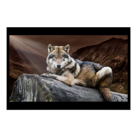 Starende Wolf Perfect Poster (Voorkant)