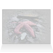 Starfish - 5 x 7 inch Art Kaart (Binnen Horizontaal (Boven))