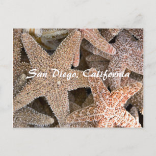 Starfish all round, San Diego, Californië Briefkaart
