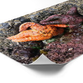 Starfish bij Bob Creek, OF Poster (Hoek)