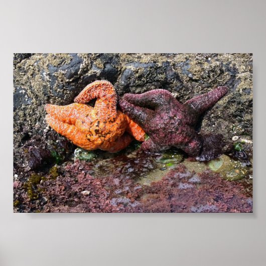 Starfish bij Bob Creek, OF Poster (Voorkant)