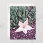 Starfish Cactus Photo Briefkaart (Voorkant / Achterkant)