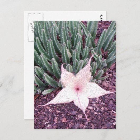 Starfish Cactus Photo Briefkaart (Voorkant / Achterkant)