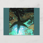 Starfish CB Briefkaart (Voorkant)