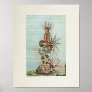 Starfish Coral Color Art Print Marine Life