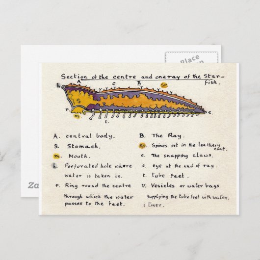 Starfish Cross-section Briefkaart (Voorkant / Achterkant)