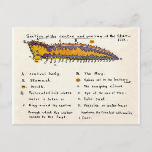Starfish Cross-section Briefkaart