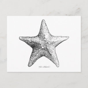 Starfish Drawing Black & White Sea Star Art Briefkaart