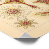  Starfish Ernst Haeckel Print Zee Life (Hoek)