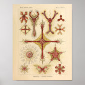 Starfish Ernst Haeckel Print Zee Life (Voorkant)