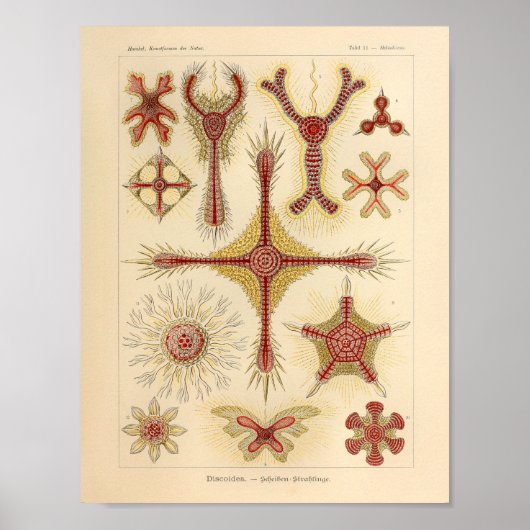  Starfish Ernst Haeckel Print Zee Life (Voorkant)