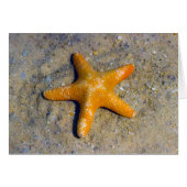 Starfish in de zand (Voorkant Horizontaal)