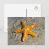 Starfish in de zand briefkaart (Voorkant / Achterkant)