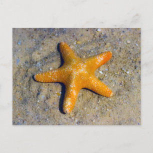 Starfish in de zand briefkaart