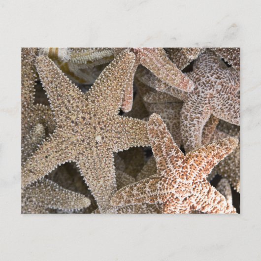 Starfish in het hele briefkaart (Voorkant)