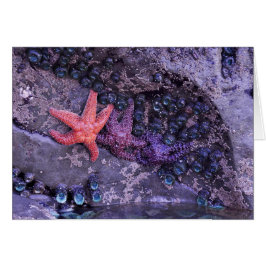 Starfish in Multiple Colors in Ruby Beach, WA