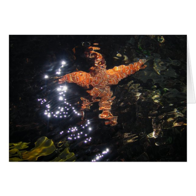 Starfish in Tidepool (Voorkant Horizontaal)