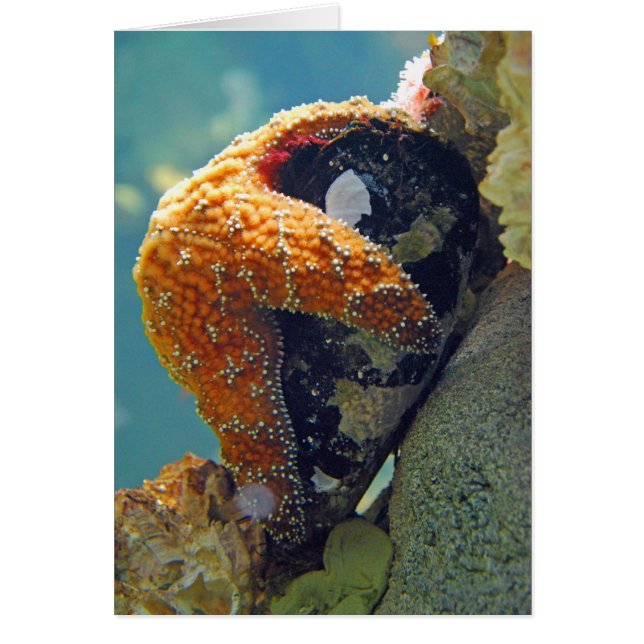 Starfish - kaart (Voorkant)