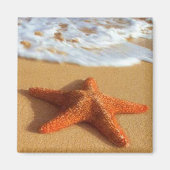 Starfish Magnet (Voorkant)