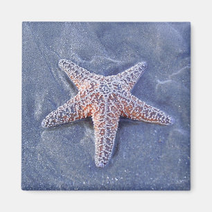 Starfish Magnet