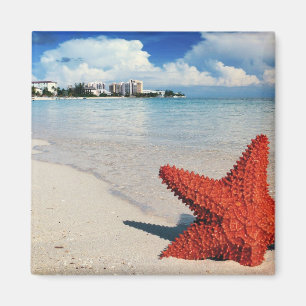 Starfish, Nassau, Bahamas Magneet