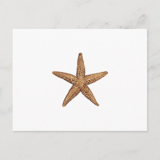Starfish - Northern Zee Star Briefkaart (Voorkant)