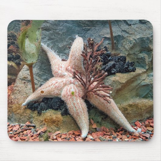 Starfish on aquatic Plant Muismat (Voorkant)