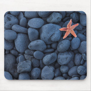 Starfish on Black Rocks langs de kust   IJsland Muismat