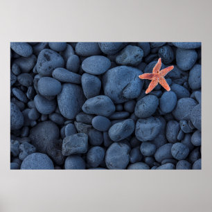 Starfish on Black Rocks langs de kust IJsland Poster