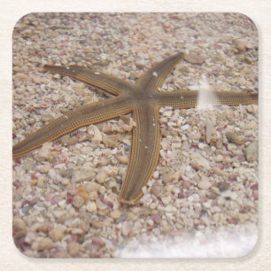 Starfish Onderzetter set