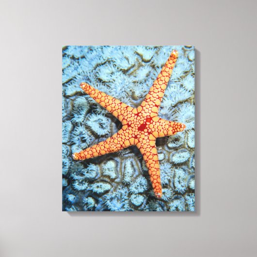 Starfish op een koraal met pokken canvas afdruk (Voorkant)