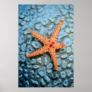 Starfish op een koraal met pokken poster