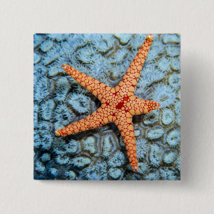 Starfish op een koraal met pokken vierkante button 5,1 cm