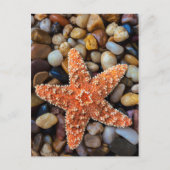 Starfish op Rocks Briefkaart (Voorkant)