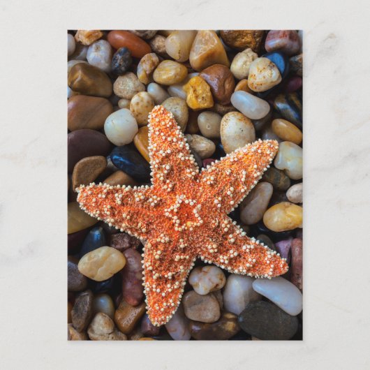 Starfish op Rocks Briefkaart (Voorkant)