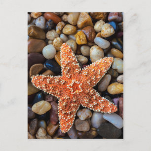 Starfish op Rocks Briefkaart
