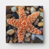 Starfish op Rocks Fotoplaat (Voorkant)