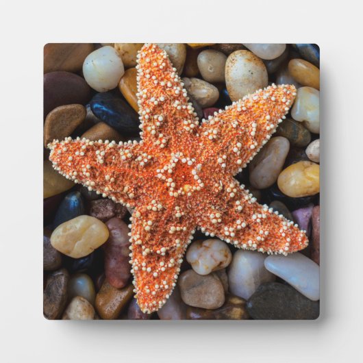 Starfish op Rocks Fotoplaat (Voorkant)